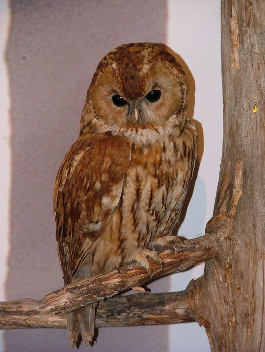 Waldkauz Foto v. Vogelmuseum