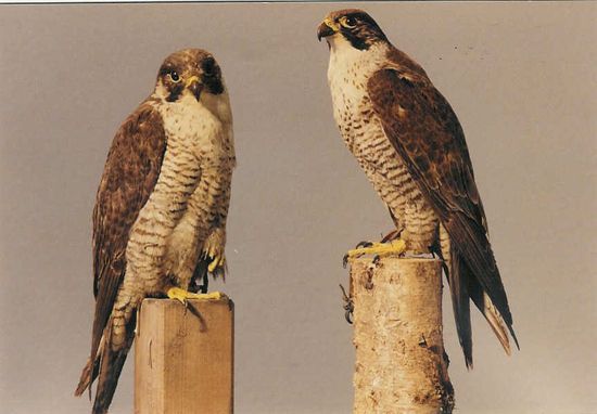 Zwei schöne Falken im Greifvogelgehege in Bispingen