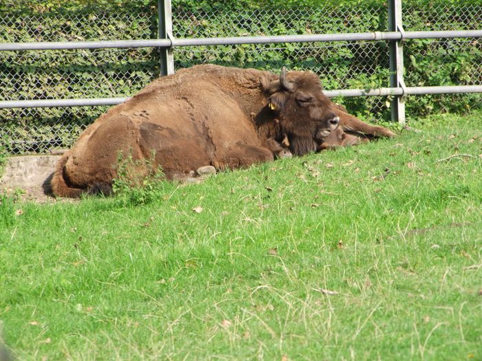 Nutzerbilder Heimat-Tierpark Olderdissen