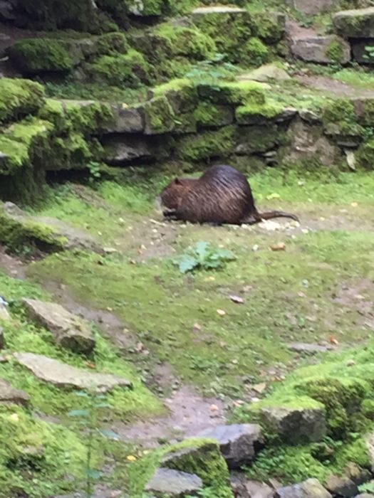 Nutzerbilder Heimat-Tierpark Olderdissen