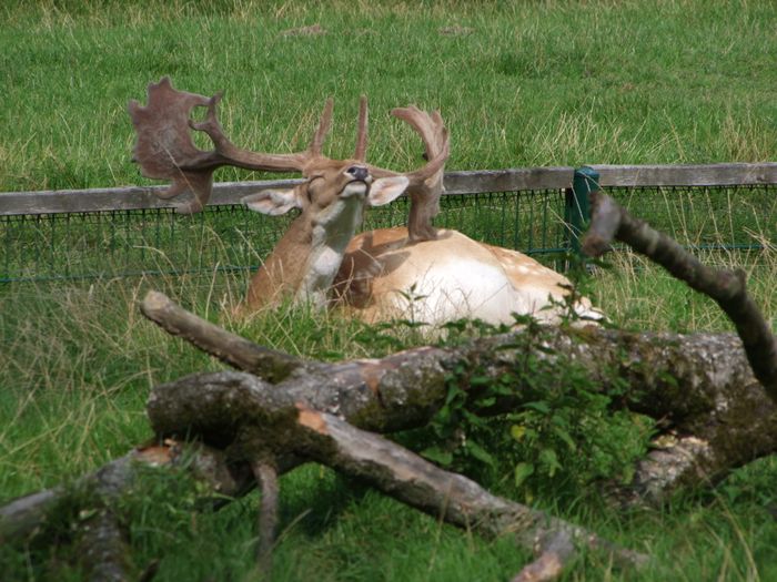 Nutzerbilder Heimat-Tierpark Olderdissen