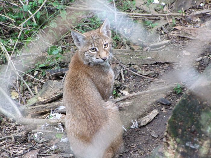 Nutzerbilder Heimat-Tierpark Olderdissen