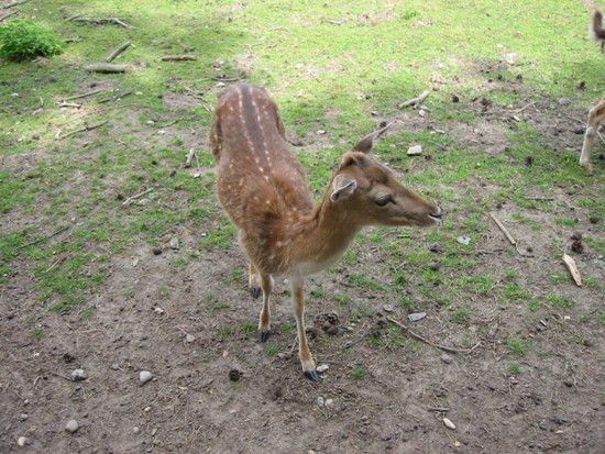 Wildpark Gangelt