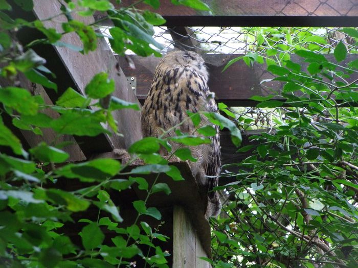 Nutzerbilder Heimat-Tierpark Olderdissen