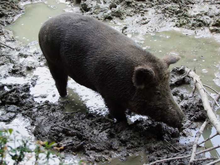 Nutzerbilder Heimat-Tierpark Olderdissen