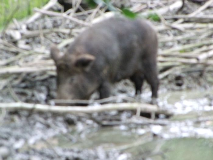 Nutzerbilder Heimat-Tierpark Olderdissen