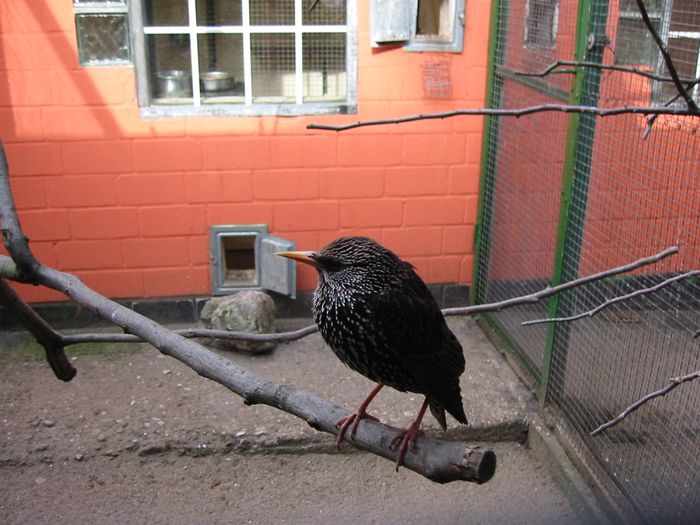 Nutzerbilder Solinger Vogel- und Tierpark