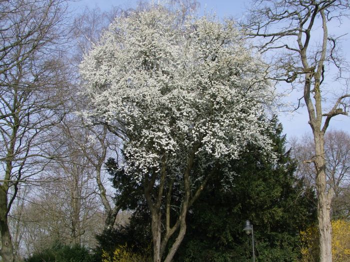 Blühender Baum 