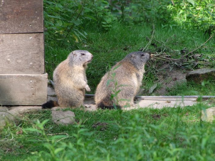 Nutzerbilder Heimat-Tierpark Olderdissen