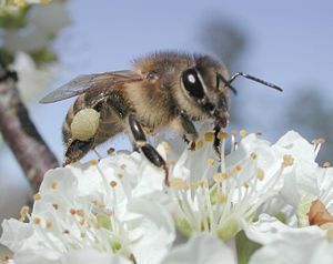 Die gemeine Honigbiene
