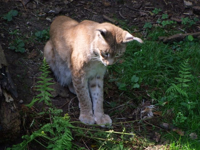 Nutzerbilder Heimat-Tierpark Olderdissen