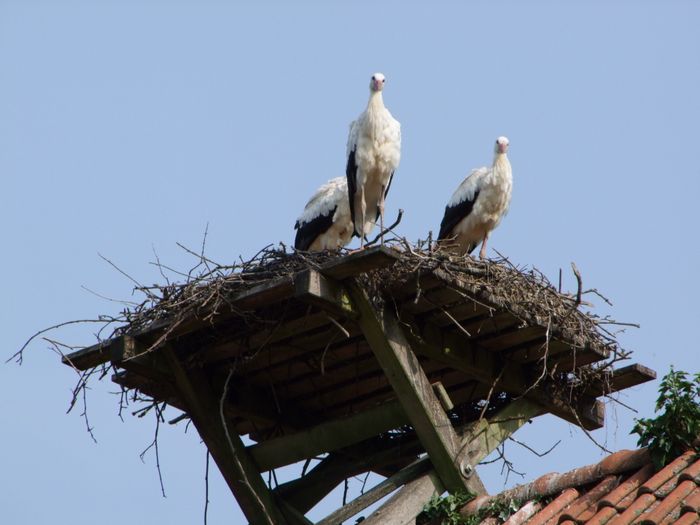 Nutzerbilder Heimat-Tierpark Olderdissen