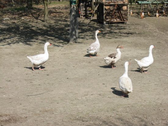 Nutzerbilder Essen'z Restaurant am Jägerhaus Inh. Nikos Patseas