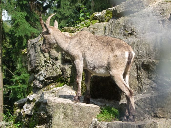 Nutzerbilder Heimat-Tierpark Olderdissen