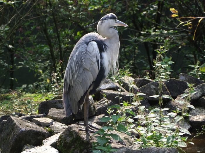 Nutzerbilder Heimat-Tierpark Olderdissen