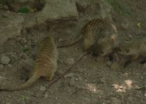 Bild zu Euregio Zoo Aachener Tierpark AG