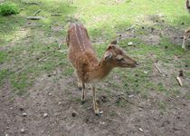 Bild zu Wildpark Gangelt