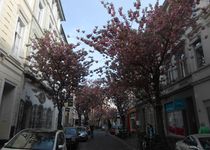 Bild zu Kirschbaumblüte im April