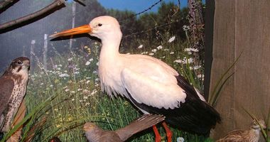 Vogelmuseum in Waging am See
