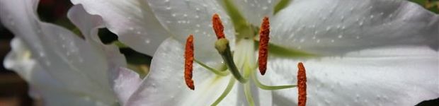 Bild zu Stil & Blüte Rudloff Blumenfachgeschäft