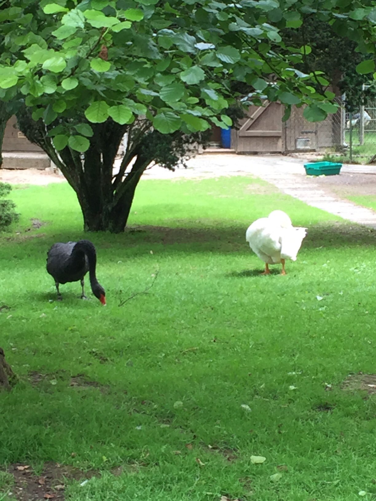 Bild 7 Tierpark Fauna e.V. in Solingen