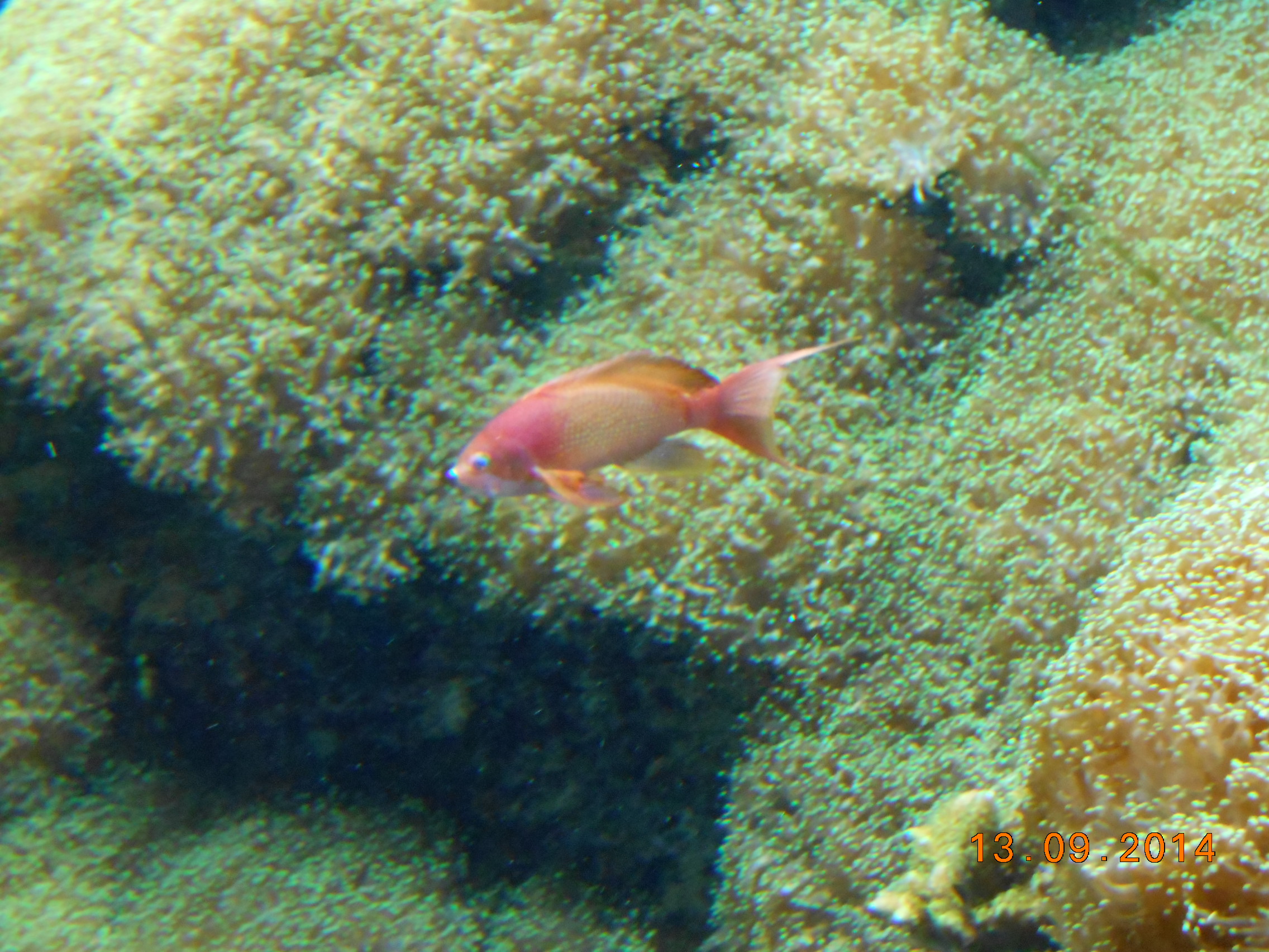 Korallenriff - Fisch