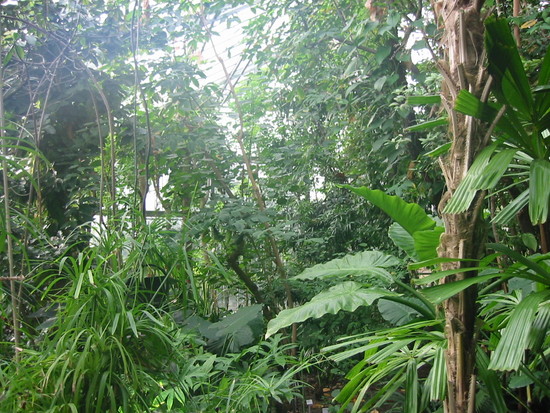 Mangrovengewächs