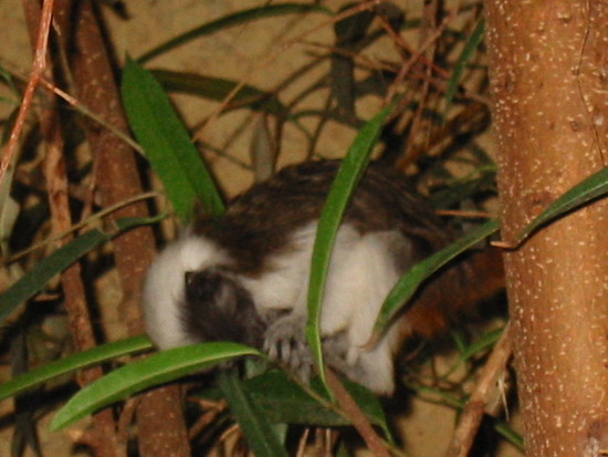 Zoo Duisburg