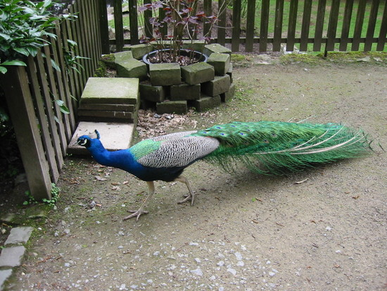 Bild 25 Tierpark Fauna e.V. in Solingen