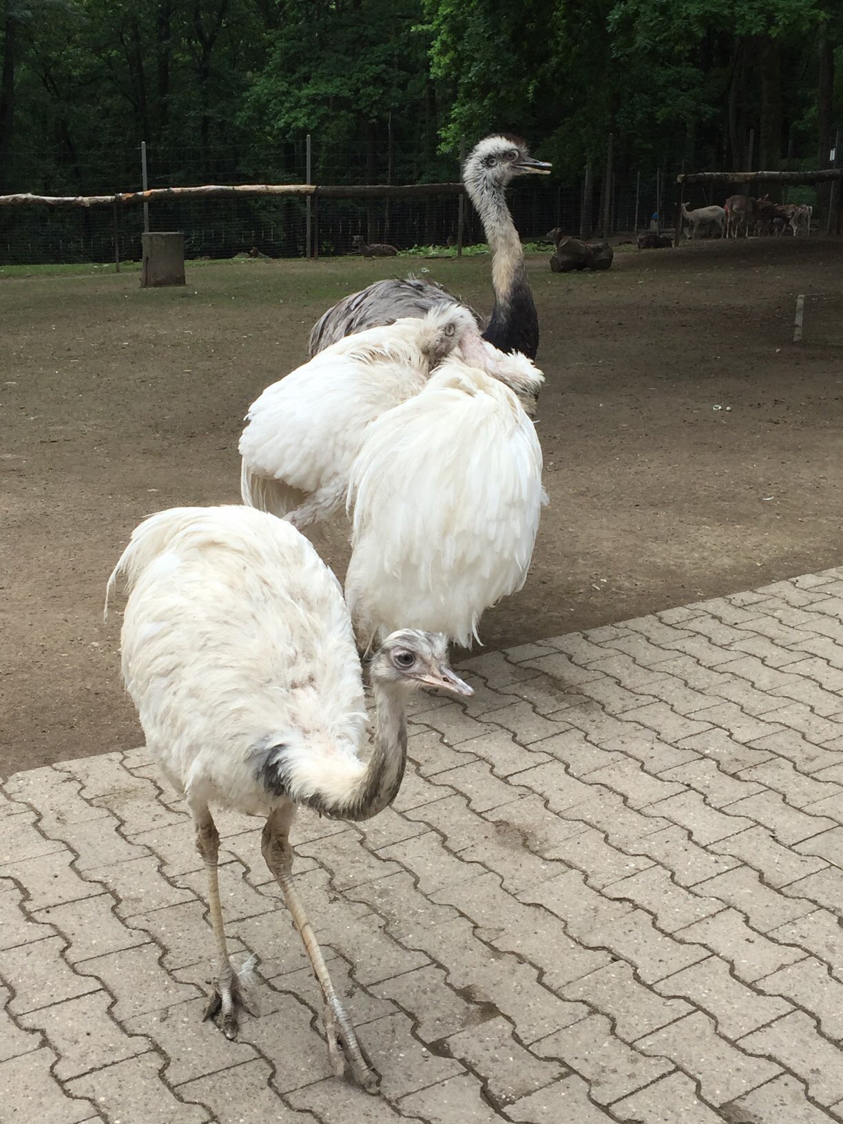 Bild 6 Tierpark Fauna e.V. in Solingen