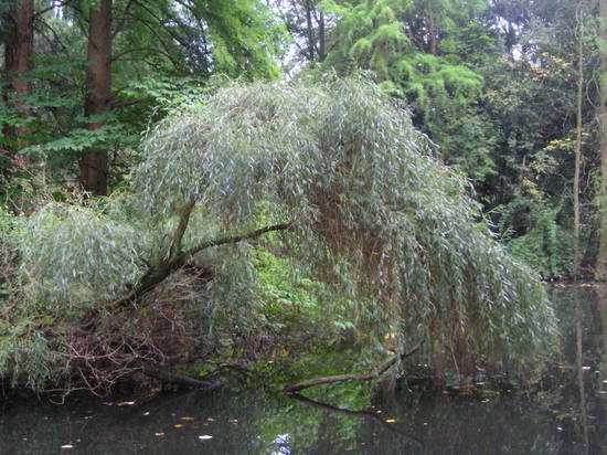 Natur, Pur, im Museum Hombroich