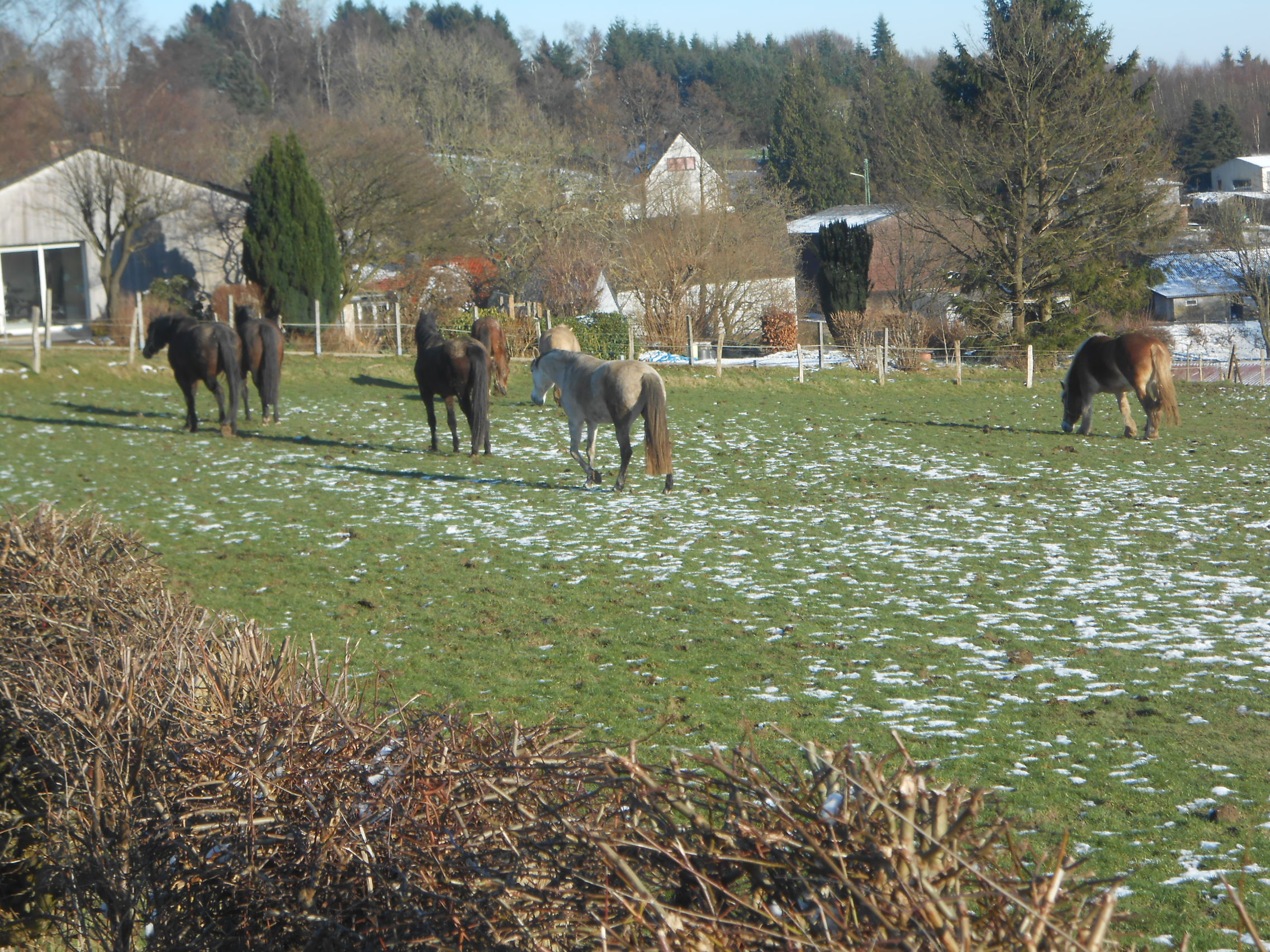 Pferde im Ortsteil Langerfeld