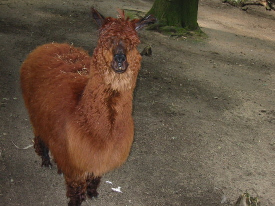 Zoo Duisburg