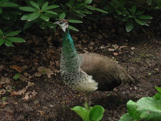 Bild 26 Tierpark Fauna e.V. in Solingen