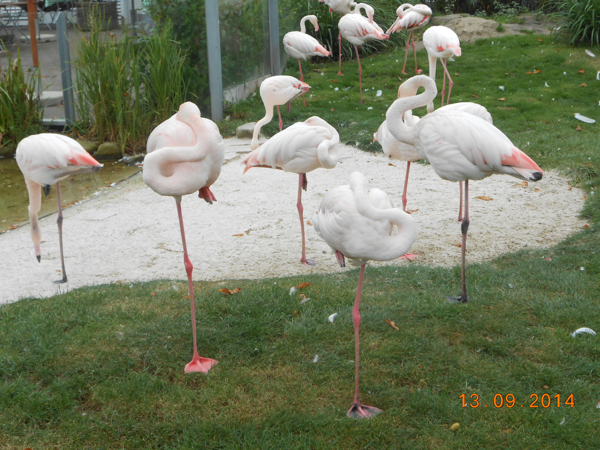 Siesta bei den Flamingos