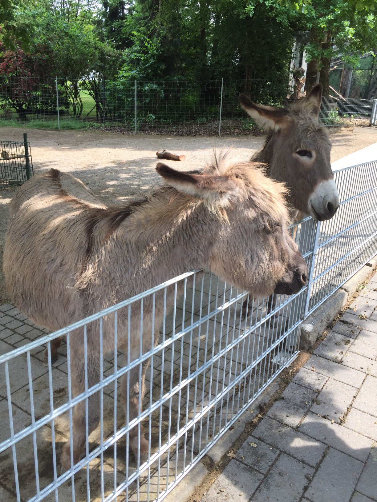 Bild 9 Tierpark Fauna e.V. in Solingen