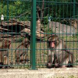 Tierpark Berlin in Berlin