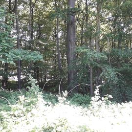 Wald am Bungsberg