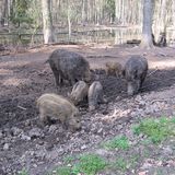 Wildpark Alte Fasanerie in Klein Auheim Stadt Hanau