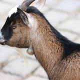 Münchener Tierpark Hellabrunn AG in München