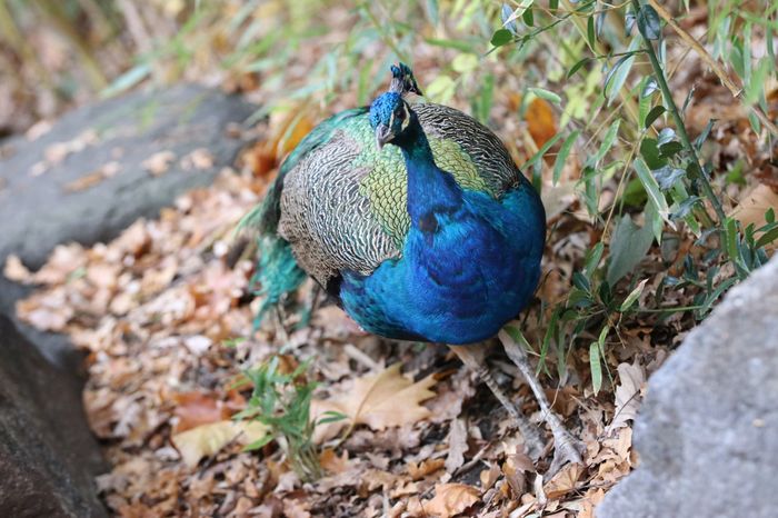 Nutzerbilder Münchener Tierpark Hellabrunn