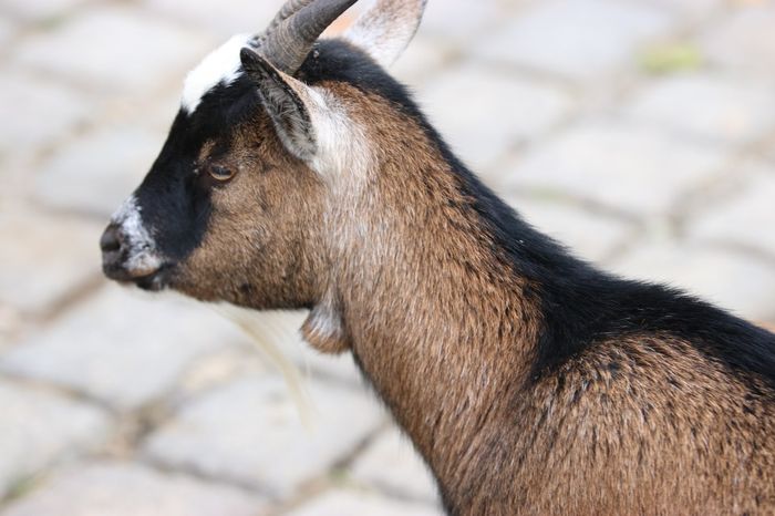 Nutzerbilder Münchener Tierpark Hellabrunn