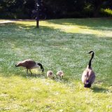 Volksgarten in Düsseldorf in Düsseldorf