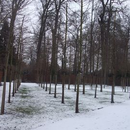 Quincunx-Plantage im Schlossgarten in Schwetzingen