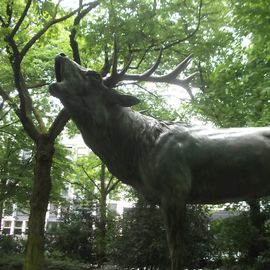 Röhrender Hirsch im Hofgarten in Düsseldorf
