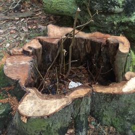 ein Überbleibsel vom Sturm 'Ela'