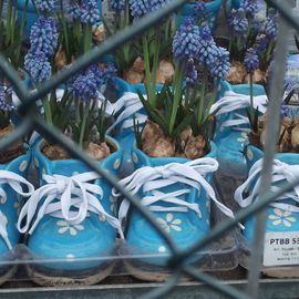 Durch den Zaun durch fotografiert: Frühlingsblumen im Schuh!