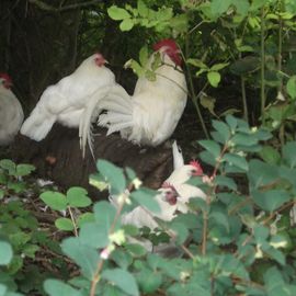 alte Haustierrasse Westfälischer Krüper Weiß: Kriechhuhn