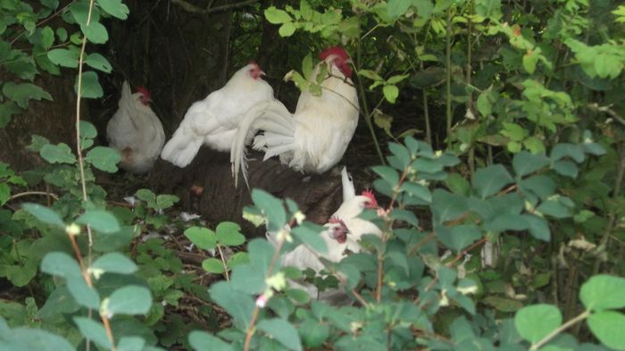 Nutzerbilder LWL - Freilichtmuseum Detmold