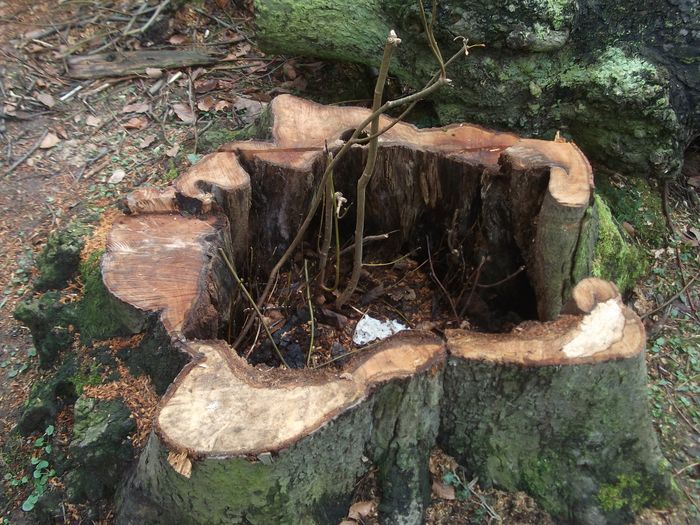 Nutzerbilder Stiftung Schloss und Park Benrath